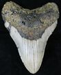 Megalodon Tooth - North Carolina #21690-1